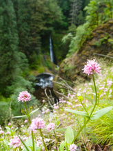 Load image into Gallery viewer, Sea blush (Plectritus congesta) growing on a steep hillside with a breathtaking waterfall in the background. One of 100+ species of Pacific Northwest native plants available at Sparrowhawk Native Plants, Native Plant Nursery in Portland, Oregon.