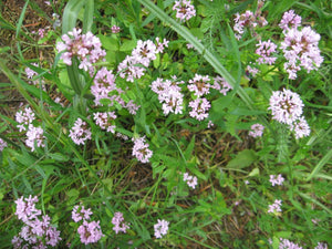 A population of blooming sea blush (Plectritus congesta) photograohed from above. One of 100+ species of Pacific Northwest native plants available at Sparrowhawk Native Plants, Native Plant Nursery in Portland, Oregon.