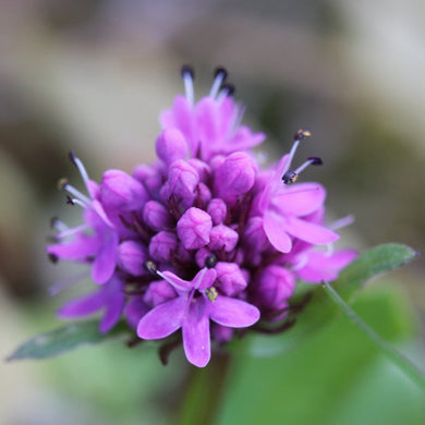 Close-up of the showy pink flower of sea blush (Plectritus congesta). One of 100+ species of Pacific Northwest native plants available at Sparrowhawk Native Plants, Native Plant Nursery in Portland, Oregon.