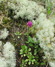 Load image into Gallery viewer, Sea blush (Plectritus congesta) growing on a steep hillside, surrounded by lichen. One of 100+ species of Pacific Northwest native plants available at Sparrowhawk Native Plants, Native Plant Nursery in Portland, Oregon.