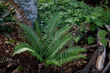 Load image into Gallery viewer, Polystichum munitum, Sword Fern, Pacific Northwest Native Plants, Oregon Native Ferns, Sparrowhawk Native Plants, Portland