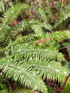 Polystichum munitum, Sword Fern, Pacific Northwest Native Plants, Oregon Native Ferns, Sparrowhawk Native Plants, Portland