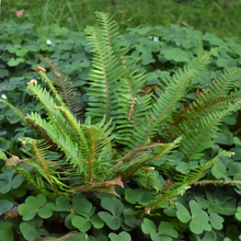 Load image into Gallery viewer, Growth habit of young Sword Fern (Polystichum munitum). One of 100+ Pacific Northwest native plants available at Sparrowhawk Native Plants in Portland, Oregon