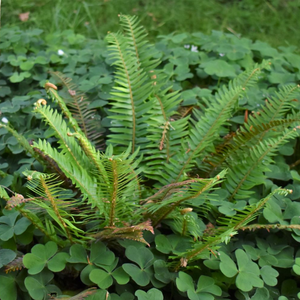 Growth habit of young Sword Fern (Polystichum munitum). One of 100+ Pacific Northwest native plants available at Sparrowhawk Native Plants in Portland, Oregon