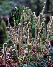 Load image into Gallery viewer, Unfurling fronds of Sword Fern (Polystichum munitum). One of 100+ Pacific Northwest native plants available at Sparrowhawk Native Plants in Portland, Oregon