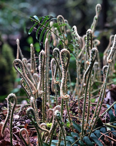 Unfurling fronds of Sword Fern (Polystichum munitum). One of 100+ Pacific Northwest native plants available at Sparrowhawk Native Plants in Portland, Oregon