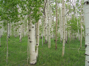 Grove of Quaking Aspen (Populus tremuloides). Another species on Pacific Northwest native tree available at Sparrowhawk Native Plants in Portland, Oregon.