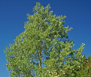 Growth habit of Quaking Aspen (Populus tremuloides). Another species on Pacific Northwest native tree available at Sparrowhawk Native Plants in Portland, Oregon.