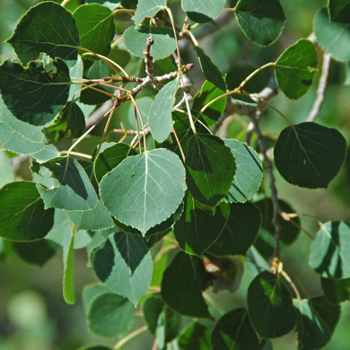 Close up of the leaves of Quaking Aspen (Populus tremuloides). One of 100+ species of Pacific Northwest native plants available at Sparrowhawk Native Plants, Native Plant Nursery in Portland, Oregon.