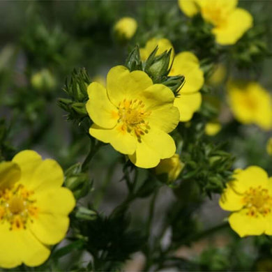 Close-up of the cheerful yellow blooms of Slender Cinquefoil (Potentilla gracilis). One of 100+ species of Pacific Northwest native plants available at Sparrowhawk Native Plants, Native Plant Nursery in Portland, Oregon.