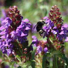 Load image into Gallery viewer, Bumblebee pollinating the purple flowers of native self-heal (Prunella vulgaris). One of 150+ species of Pacific Northwest native plants available at Sparrowhawk Native Plants in Portland, Oregon