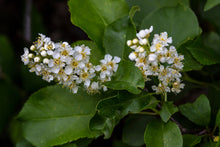 Load image into Gallery viewer, Close-up of common chokecherry flowers (Prunus virginiana). Another stunning Pacific Northwest native plant available at Sparrowhawk Native Plants Nursery in Portland, Oregon.