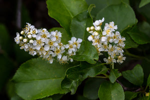 Close-up of common chokecherry flowers (Prunus virginiana). Another stunning Pacific Northwest native plant available at Sparrowhawk Native Plants Nursery in Portland, Oregon.