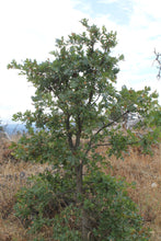 Load image into Gallery viewer, Growth habit of a young Oregon white oak tree (Quercus garryana). Another Pacific Northwest Native tree available at Sparrowhawk Native Plants in Portland, Oregon.