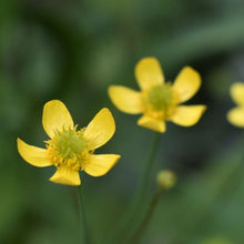 Load image into Gallery viewer, Close-up of the showy yellow flowers of western buttercup (Ranunculus occidentalis). One of 100+ species of Pacific Northwest native plants available at Sparrowhawk Native Plants, Native Plant Nursery in Portland, Oregon.