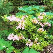 Load image into Gallery viewer, Western Azalea (Rhododendron occidentale) - An exceptionally gorgeous shrub - a true centerpiece in any native garden, particularly in April when it explodes into bloom with five to fifteen, sparkling white or pink, flaring trumpet-shaped flowers per branch, which can be delightfully-scented both sweet and spicy. The foliage emerges a bright shiny green; and graduates to golden yellow, though orange and deep scarlet also occur in autumn.