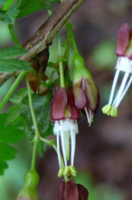 Load image into Gallery viewer, Close-up of Straggly Gooseberry flowers (Ribes divaricatum). One of 100+ species of Pacific Northwest native plants available at Sparrowhawk Native Plants, Native Plant Nursery in Portland, Oregon.