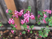 Load image into Gallery viewer, Closeup of young red flowering currant (Ribes sanguineum). One of over 100 Pacific Northwest native plants available at Sparrowhawk Native Plants Nursery in Portland, Oregon.