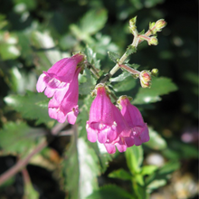 Load image into Gallery viewer, Close-up of Richardson&#39;s penstemon flower (Penstemon richardsonii). One of approximately 200 species of Pacific Northwest native plants available at Sparrowhawk Native Plants, Native Plant Nursery in Portland, Oregon.