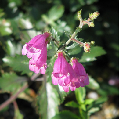 Close-up of Richardson's Penstemon flower (Penstemon richardsonii). One of 100+ species of Pacific Northwest native plants available at Sparrowhawk Native Plants, Native Plant Nursery in Portland, Oregon.