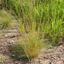 Load image into Gallery viewer, Attractive clump of Roamer&#39;s Fescue native Oregon bunch grass (Festuca idahoensis ssp roemeri). One of 150+ species of Pacific Northwest native plants available at Sparrowhawk Native Plants, Native Plant Nursery in Portland, Oregon.