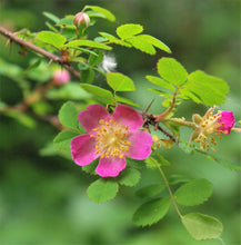 Load image into Gallery viewer, Showy pink flower of Rosa gymnocarpa, Baldhip Rose, another stunning Northwest Native shrub available at Sparrowhawk Native Plants Nursery in Portland, Oregon