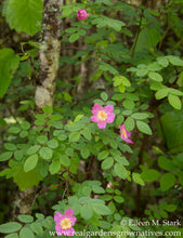 Load image into Gallery viewer, Rosa gymnocarpa, Baldhip Rose, another stunning Northwest Native shrub available at Sparrowhawk Native Plants Nursery in Portland, Oregon