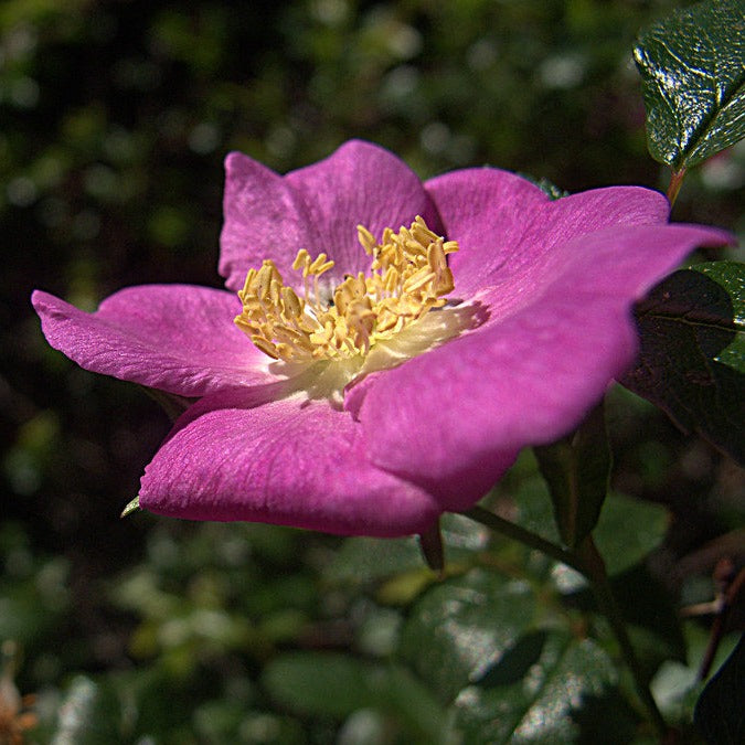 Close-up of the showy pink flower of Clustered Wild Rose or Swamp Rose (Rosa pisocarpa). One of 100+ species of Pacific Northwest native plants available at Sparrowhawk Native Plants, Native Plant Nursery in Portland, Oregon.