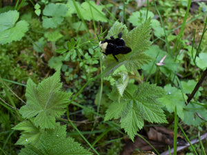 Native bumblebee rests on a native thimbleberry leaf (Rubus parviflorus). One of the 150+ species of Pacific Northwest native plants available at Sparrowhawk Native Plants in Portland, Oregon.