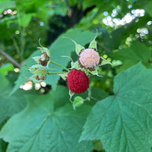 Load image into Gallery viewer, Close up of berries of native thimbleberry (Rubus parviflorus). One of the 150+ species of Pacific Northwest native plants available at Sparrowhawk Native Plants in Portland, Oregon. rub, Sparrowhawk Native Plants, Portland