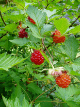 Load image into Gallery viewer, Close-up of the fruit on salmonberry (Rubus spectabilis). One of the 100+ Pacific Northwest native plants, shrubs and trees available at Sparrowhawk Native Plants nursery in Portland Oregon