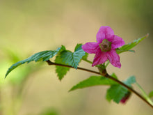 Load image into Gallery viewer, Close-up of the fuchsia flower of salmonberry (Rubus spectabilis). One of the 100+ Pacific Northwest native plants, shrubs and trees available at Sparrowhawk Native Plants nursery in Portland Oregon