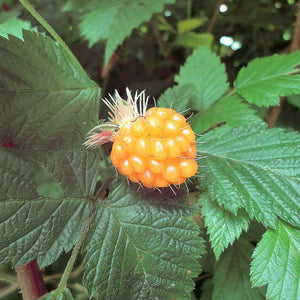 Close-up of the fruit on salmonberry (Rubus spectabilis). One of the 100+ Pacific Northwest native plants, shrubs and trees available at Sparrowhawk Native Plants nursery in Portland Oregon