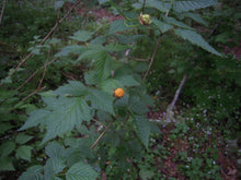 Load image into Gallery viewer, Branch of salmonberry (Rubus spectabilis) with ripening berries. One of the 100+ Pacific Northwest native plants, shrubs and trees available at Sparrowhawk Native Plants nursery in Portland Oregon