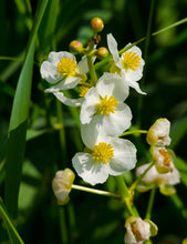 Load image into Gallery viewer, Close-up of the bright white flowers of Wapato (Sagittaria latifolia). One of 100+ species of Pacific Northwest native plants available at Sparrowhawk Native Plants, Native Plant Nursery in Portland, Oregon.