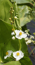Load image into Gallery viewer, Two species of insects visiting the bright white flowers of Wapato (Sagittaria latifolia). One of 100+ species of Pacific Northwest native plants available at Sparrowhawk Native Plants, Native Plant Nursery in Portland, Oregon.