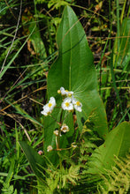 Load image into Gallery viewer, Bright white flowers and arrow-shaped leaf of Wapato (Sagittaria latifolia). One of 100+ species of Pacific Northwest native plants available at Sparrowhawk Native Plants, Native Plant Nursery in Portland, Oregon.