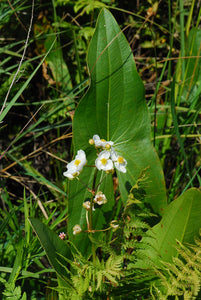 Bright white flowers and arrow-shaped leaf of Wapato (Sagittaria latifolia). One of 100+ species of Pacific Northwest native plants available at Sparrowhawk Native Plants, Native Plant Nursery in Portland, Oregon.