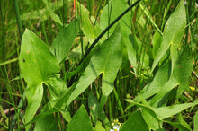 Load image into Gallery viewer, Iconic arrow-shaped leaves 0f Wapato (Sagittaria latifolia). One of 100+ species of Pacific Northwest native plants available at Sparrowhawk Native Plants, Native Plant Nursery in Portland, Oregon.