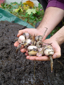 A close-up of hands holding the edible tubers of Wapato (Sagittaria latifolia). One of 100+ species of Pacific Northwest native plants available at Sparrowhawk Native Plants, Native Plant Nursery in Portland, Oregon.