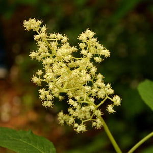 Close-up of a creamy white flower cluster on a native red elderberry shrub (Sambucus racemosa). One of 150+ species of Pacific Northwest native plants available at Sparrowhawk Native Plants in Portland, Oregon. 