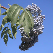 Load image into Gallery viewer, Close up of the ripe, blue berries of a native blue elderberry shrub (Sambucus caerulea). One of the 100+ species of Pacific Northwest native plants available at Sparrowhawk Native Plants nursery in Portland, Oregon.
