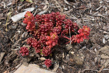 Load image into Gallery viewer, Oregon stonecrop plant displaying uniquely red hues (Sedum oreganum) in the habitat garden. One of 150+ species of Pacific Northwest native plants available at Sparrowhawk Native Plants, Native Plant Nursery in Portland, Oregon.