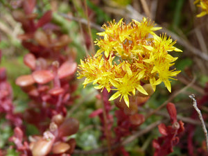 Close-up of broadleaf stonecrop (Sedum spathulifolium) flower. One of the 100+ species of stunning Pacific Northwest native plants, shrubs and trees available at Sparrowhawk Native Plants nursery in Portland, Oregon.