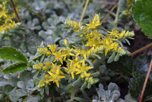 Load image into Gallery viewer, Clusters on early yellow flowers of broadleaf stonecrop (Sedum spathulifolium). Another stunning Pacific Northwest native groundcover available at Sparrowhawk Native Plants Nursery in Portland, Oregon.