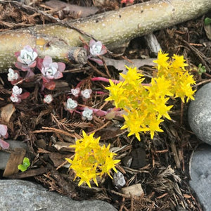 Flowering broadleaf stonecrop (Sedum spathulifolium). One of the 100+ species of stunning Pacific Northwest native plants, shrubs and trees available at Sparrowhawk Native Plants nursery in Portland, Oregon.