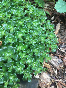 Close-up of the succulent leaves of Oregon stonecrop (Sedum oreganum). One of 100+ species of Pacific Northwest native plants available at Sparrowhawk Native Plants, Native Plant Nursery in Portland, Oregon.