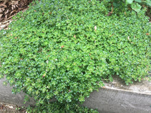 Load image into Gallery viewer, Growth habit of Oregon stonecrop (Sedum oreganum) in the habitat garden. One of 150+ species of Pacific Northwest native plants available at Sparrowhawk Native Plants, Native Plant Nursery in Portland, Oregon.