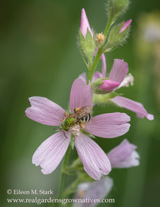 Close up of a bee visiting the pink flower of Meadow Checkermallow (Sidalcea campestris). One of 100+ species of Pacific Northwest native plants available at Sparrowhawk Native Plants, Native Plant Nursery in Portland, Oregon.