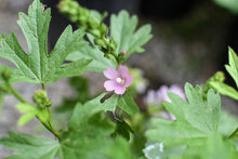 Load image into Gallery viewer, Close-up of the showy pink flower of Rose Checkermallow (Sidalcea malviflora). One of 100+ species of Pacific Northwest native plants available at Sparrowhawk Native Plants, Native Plant Nursery in Portland, Oregon.